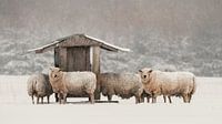 Mouton des neiges