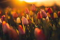 Tulpenveld in de avond