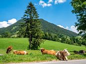 Koeien in een dorp in de Berchtesgadener Alpen van Animaflora PicsStock thumbnail