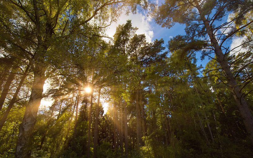 Spring Forest by Bo Valentino