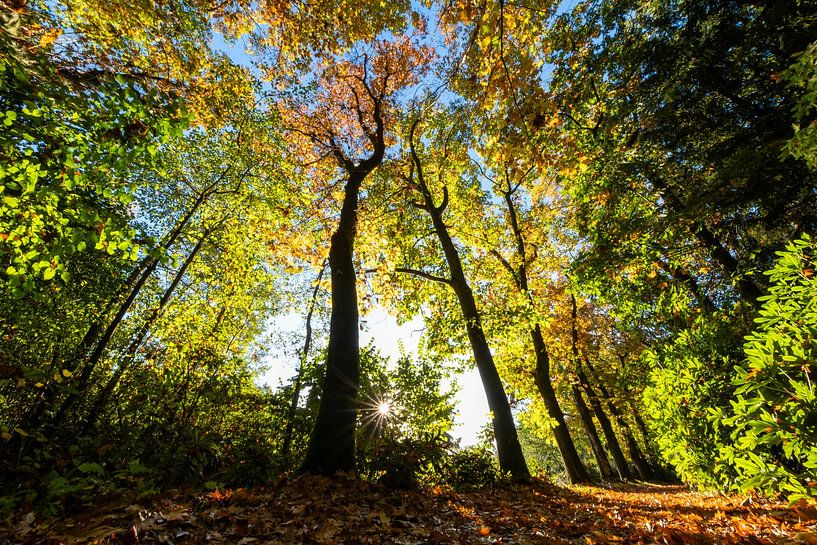 Trees in autumn outfit! by Photo Joost