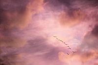 Abstracte fotografie | Fantasie | Meeuwen in een surrealistische lucht bij zonsopkomst