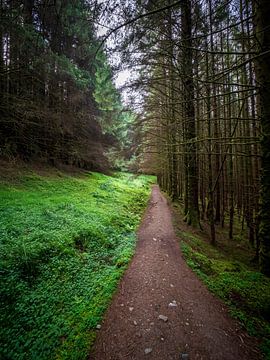 Explore the lush forest path in Ballachulish by Luc V. de Zeeuw