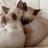 Siamese Kittens van Mi Vidas Fotodesing