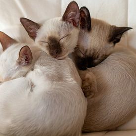 Siamese Kittens van Mi Vidas Fotodesing
