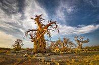 Baobabbäume in Botswana von Chris Stenger Miniaturansicht
