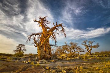Baobab bomen in Botswana van Chris Stenger