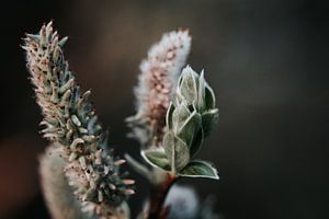 Graue Weidenknospen Nahaufnahme