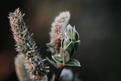 Grauw Wilg knoppen close-up