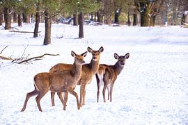 Rotwild auf der Hoge Veluwe, Niederlande, im Winter