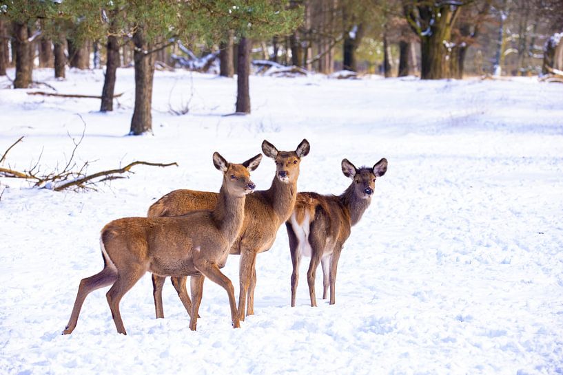 Red deer on the Hoge Veluwe, the Netherlands, in winter by Gert Hilbink