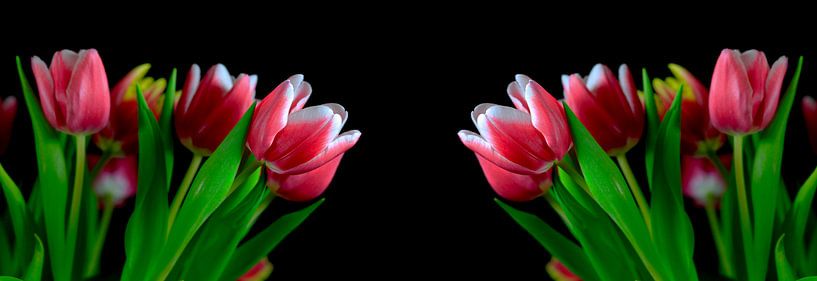 Tulpenblütenpanorama von Thomas Jäger