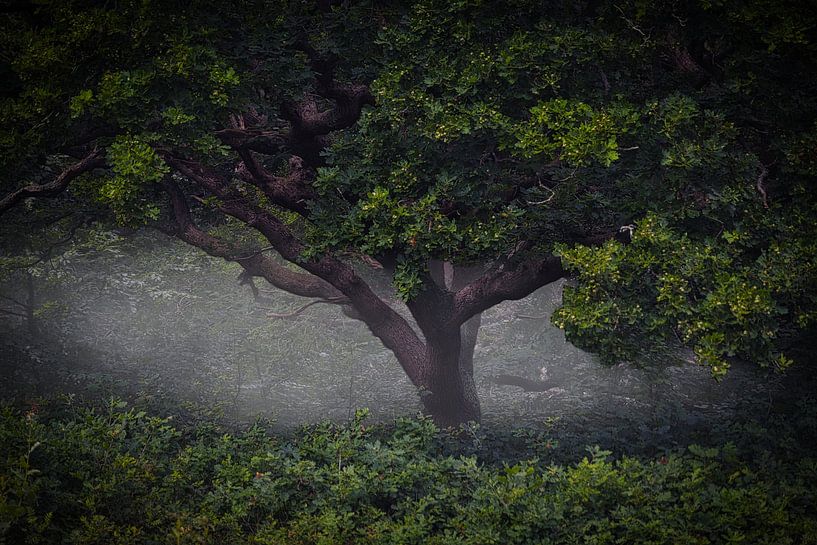 Oude eiken in het PWN Duinreservaat bij Bergen #12 van peterheinspictures
