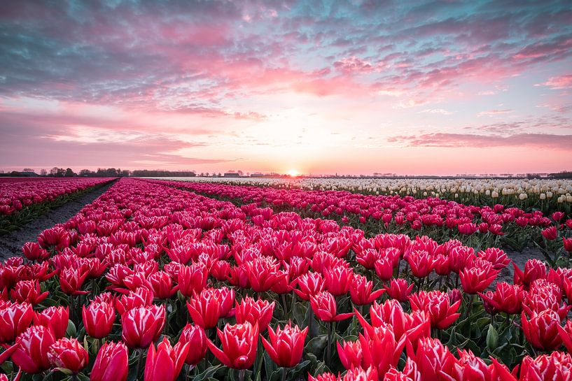 Sonnenaufgang über den Tulpen in Goeree Overflakkee von Annemieke Klijn