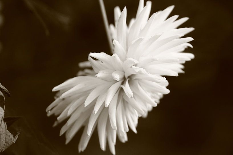 kleurloze bloem von milan willems
