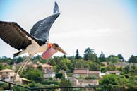 Roofvogel van Bram de Muijnck thumbnail