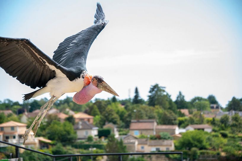 Roofvogel van Bram de Muijnck