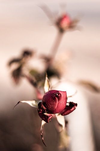 Rozen - een nieuw begin