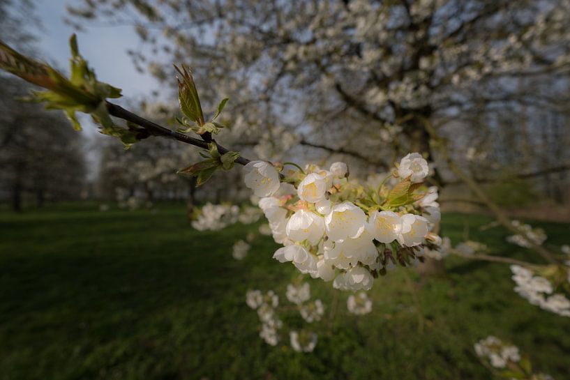 Bloesem van Moetwil en van Dijk - Fotografie