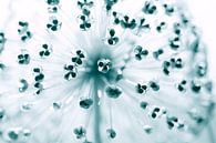 De zaden van een Allium van Birgitte Bergman thumbnail