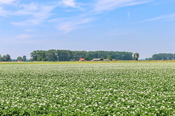 A potato field in bloom