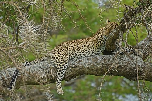 Leopard im Baum