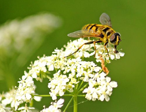 Sluipwesp op witte bloem
