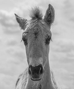 Konik Fohlen in schwarz und weiß