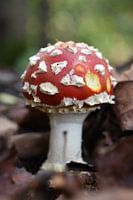 Paddenstoel rood met witte stippen, vliegenzwam 