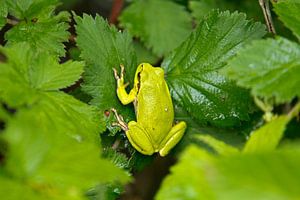 Tree frog sur Menno Schaefer