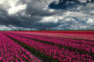 Hollandse luchten boven tulpenveld van Ilya Korzelius