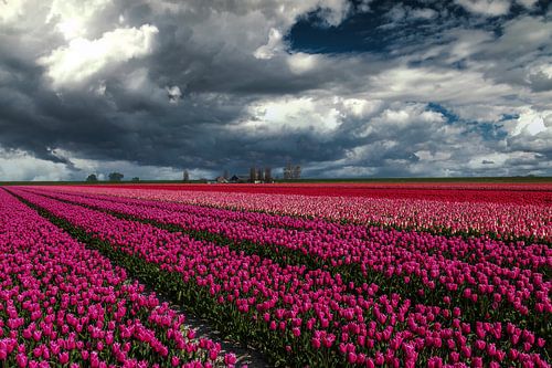 Hollandse luchten boven tulpenveld