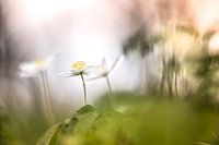 Witte bosanemonen
