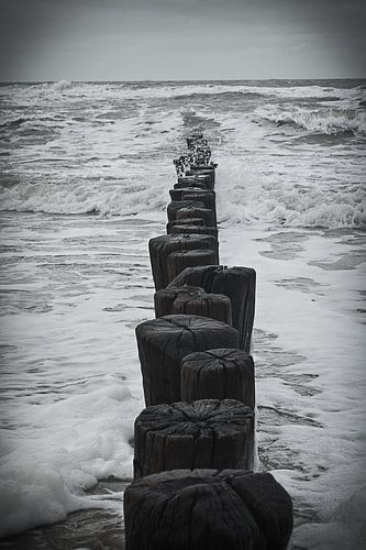 Entdecken Sie den Zauber der verwitterten Strandpfähle in Cadzand, Niederlande