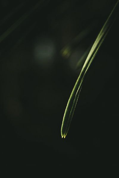 Needle of a coniferous tree by Jan