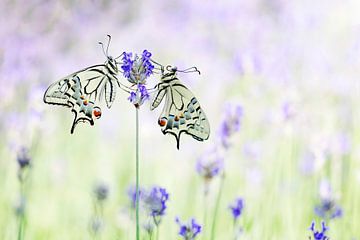 Duo of queen pages by Greet Geerts