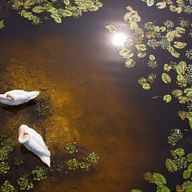 Twee zwanen met reflectie van de zon op ondiep water. van Jan Brons