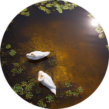 Twee zwanen met reflectie van de zon op ondiep water.