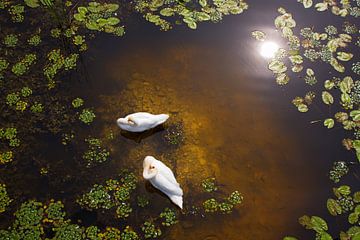 Twee zwanen met reflectie van de zon op ondiep water. van Jan Brons