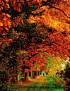 Herbstbäume van Lars Tuchel thumbnail