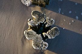 Epi individuel sur la mer Baltique sur Martin Köbsch