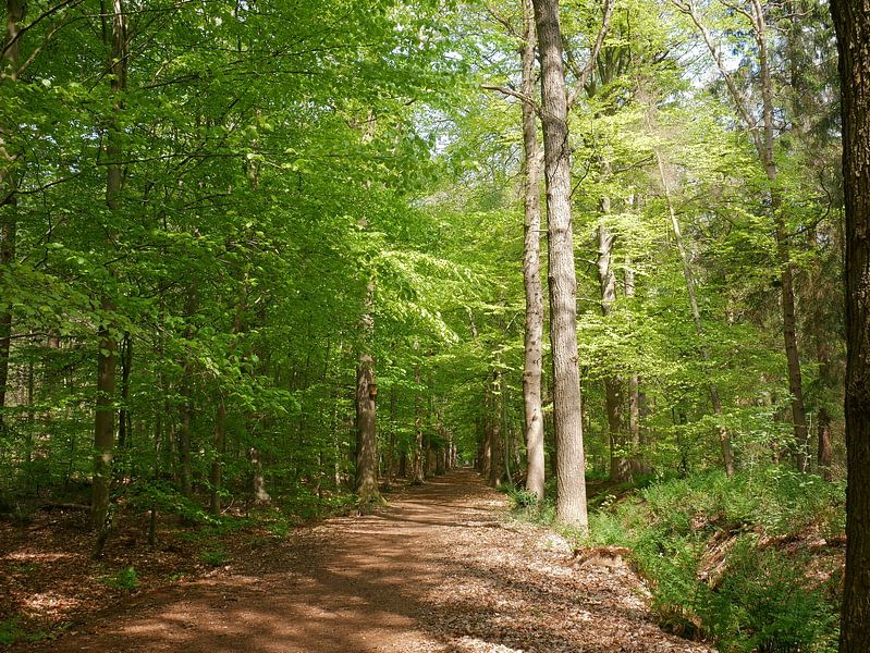 Waldweg durch einen Buchenwald. von Wim vd Neut