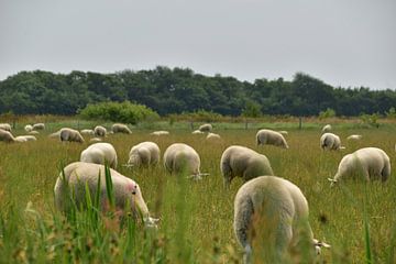The sheep of Texel by Michael de Boer