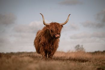 Schotse Hooglander in de natuur
