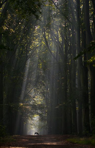 Dog in the forest by Rob Bouman