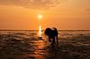 Labrador Retriever Welpe bei Sonnenuntergang von Annelies Cranendonk Miniaturansicht