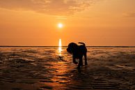 Labrador retriever puppy bij zonsondergang van Annelies Cranendonk thumbnail