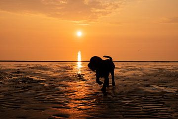 Labrador retriever puppy bij zonsondergang van Annelies Cranendonk