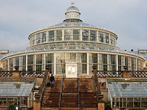 Palm House Close Up Kopenhagen