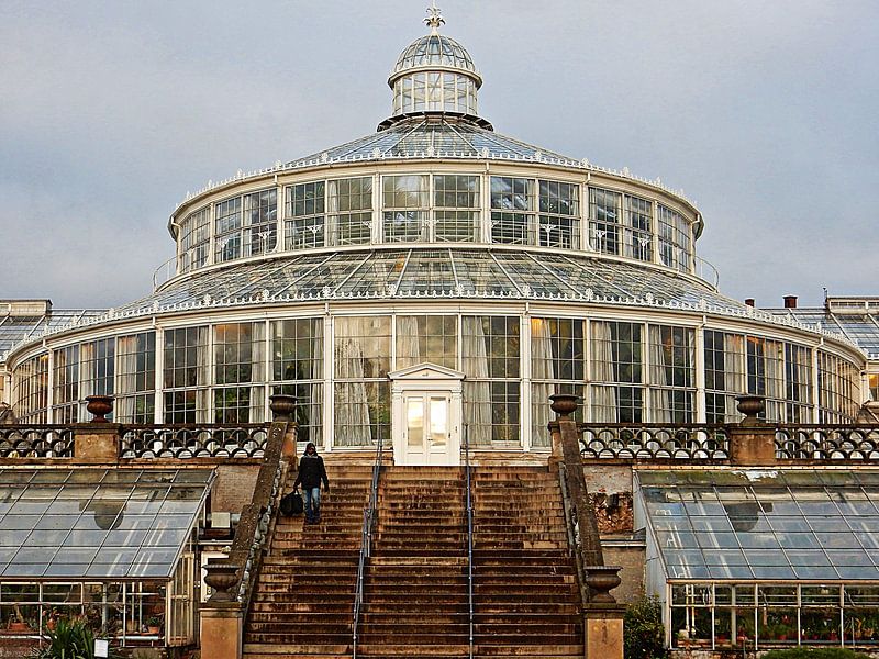 Palm House Close Up Copenhagen by Dorothy Berry-Lound